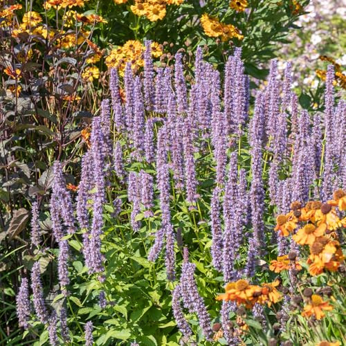 Bloomique - 6er - Set - Agastache Blue Fortune - Duftnessel - Reichblühend - Lockt Bienen und Schmetterlinge an - Winterhart - Mehrjährig - Höhe 10-20 cm - Topf 9 cm