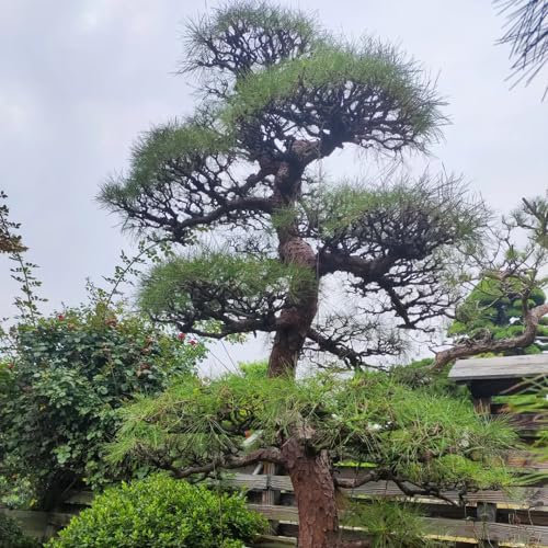 80 pcs zwergkiefer winterhart samen - Pinus - bonsai topf, hochbeete für garten winterharte stauden für pralle sonne, pflanzen winterhart bonsai baum echt, geschenke für gartenliebhaber