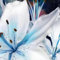 Lilium martagon zwiebeln,winterharte,lilien im topf,lilie riesen,lilien deko,lilien zwiebeln forever susan,lilie,duft lilien,lilien knollen,lilien zwiebeln winterhart mehrjährig.-4 zwiebeln-F