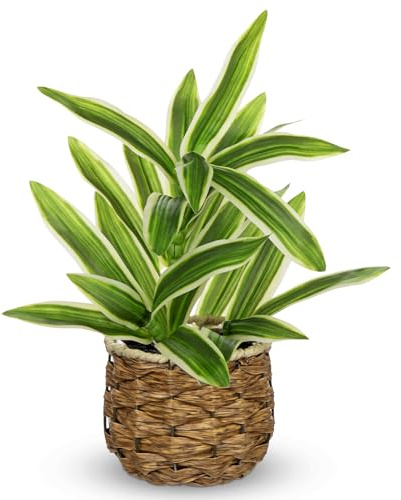 Oairse Grande plante artificielle de 32 cm dans un panier en rotin, plante de dracaena artificielle décorative, plante d'intérieur tropicale pour la maison, la salle de bain, la cuisine, la décoration