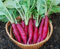 Chine Rose Radis chinois d'hiver légumes 500 graines