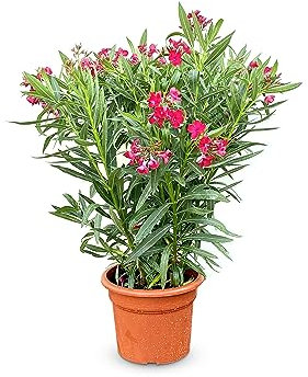 Sunny Tree Adelfa – Color Rojo – 80/100 cm – Planta de adelfa Nerium para exteriores – Hojas perennes en invierno – Planta mediterránea
