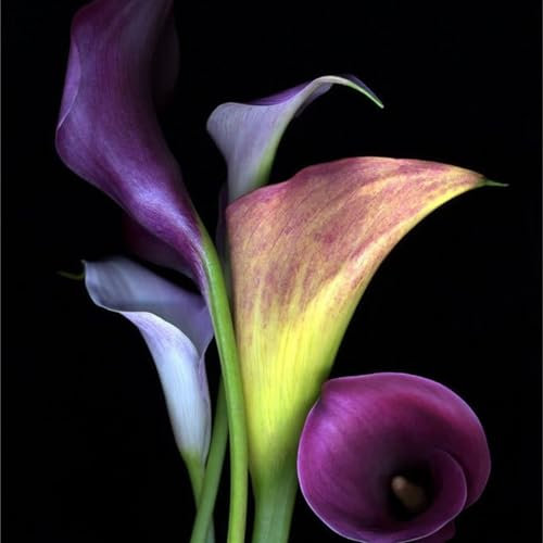 MehrjäHrig Winterhartwinterhart Zwiebeln Einfache Bepflanzung Pflegeleicht Outdoor Calla Pflanze Zwiebeln Winterhart MehrjäHrig Calla Pflanze Zwiebelnblumenzwiebeln -4zwiebeln-C