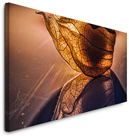 Paul Sinus Art GmbH Physalis 120x 50cm Panorama Leinwand Bild XXL Format Wandbilder Wohnzimmer Wohnung Deko Kunstdrucke