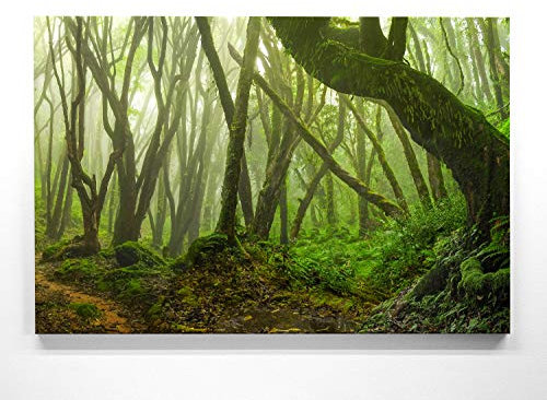 Atemberaubendes Leinwandbild Wald im XXL Format 120x80cm. Das Motiv Dschungel Asien als großes Wandbild. Fertig aufgespannt auf Holzrahmen. Als Hintergrund und Deko für Wohnzimmer & Schlafzimmer