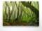 Atemberaubendes Leinwandbild Wald im XXL Format 120x80cm. Das Motiv Dschungel Asien als großes Wandbild. Fertig aufgespannt auf Holzrahmen. Als Hintergrund und Deko für Wohnzimmer & Schlafzimmer