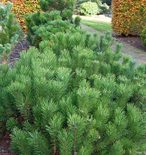 Zwerg Bergkiefer 15-20cm - Pinus mugo - lebende Gartenpflanze aus den Baumschulen