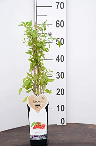 PIANTA DI LYCIUM BARBARUMBACCHE DI GOJI SU VASO CM 12 ALTO