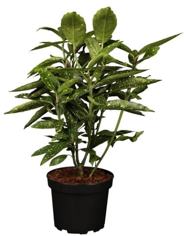 Aucuba japonica 'Variegata' 50–60 cm – Immergrün, Winterhart, Pflegeleicht – Japanische Aukube – Kübelpflanze für Schatten & Garten