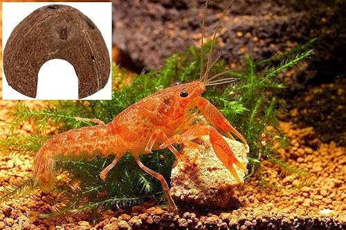 Garnelen Tom Oranger Zwergflusskrebs - CPO (DNZ) - EIN Paar (Männchen & Weibchen) + Cocos Krebsversteck