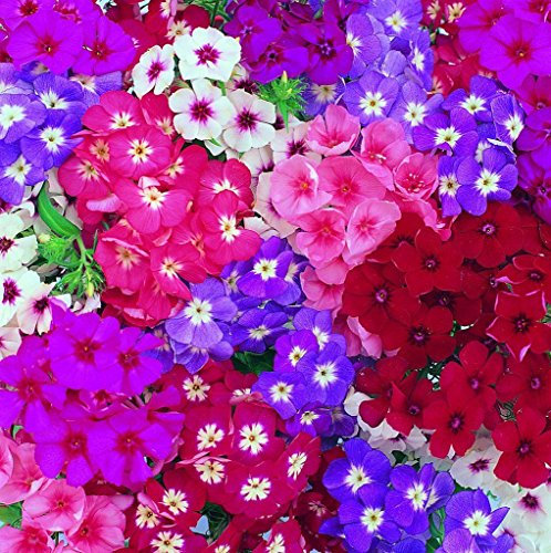 Semillas Phlox Phlox Globe Mix 200 semillas