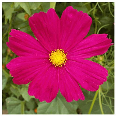 50 Cosmos Bipinnatus Dazzler Seeds - Vibrant Dark Pink Flowers