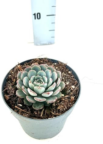 Echeveria Blu Minima - Piante Grasse vere da interno ed esterno, Piante Succulente vera da esterno e interno, grandi. In vaso 13