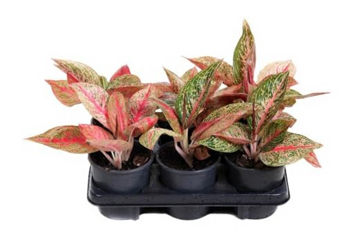 Aglaonema Starshine Kolbenfaden Zimmerpflanze mit silbergrünen Blättern 30 cm
