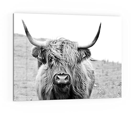 DEQORI Küchenrückwand Glas | Motiv Zotteliges Hochlandrind | 80x60 cm | Bad- oder Herd-Rückwand | Herdblende Spritzschutz für Küche & Badezimmer | moderne Deko für Fliesenspiegel