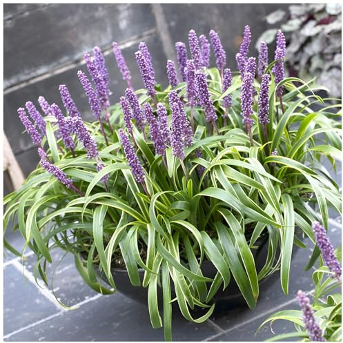 Stauden Gänge 5 x Liriope muscari 'Gold Banded' Bunte Lilientraube | Goldenes Ziergras für Sonne bis Halbschatten, Blüte August bis Oktober, mehrjährig, 1 L Topf (11x11 cm)
