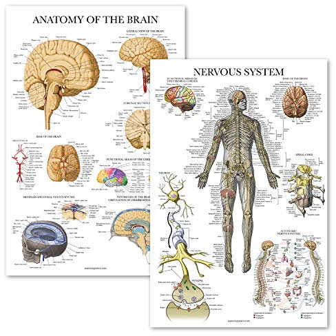 Palace Learning Poster Nervensystem & Gehirnanatomie, 2 Stück, anatomische Diagramme – laminiert, 45,7 x 61 cm