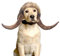 PAPIEEED Bullhorn-Perücke für Haustier-Hundekostüm, Cosplay, Rinder-Kopfbedeckung, Ochsen-Dämon für Thanksgiving, Weihnachtsfeier