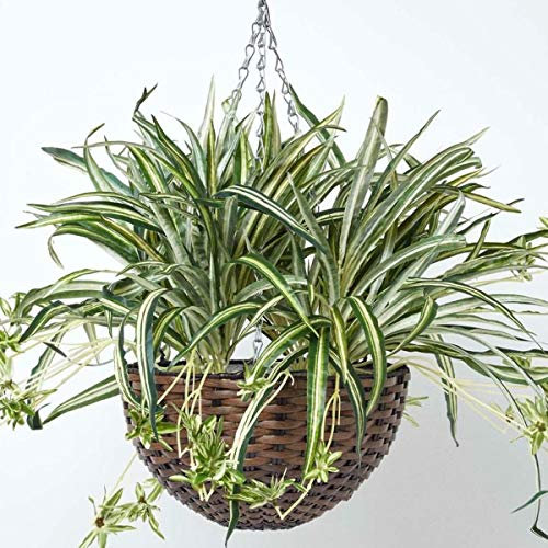 Homescapes hängende Kunstpflanze, künstliche Hängepflanze Chlorophytum Comosum im Korb zum Aufhängen, künstliche Pflanze Grünlilie im Hängekorb für Innen-Dekoration, Blumenampel, 60 cm