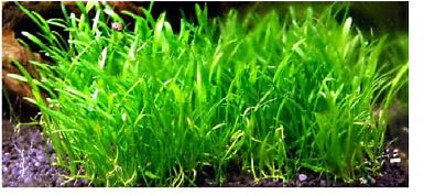 Lilaeopsis brasiliensis plantes avant plan aquarium