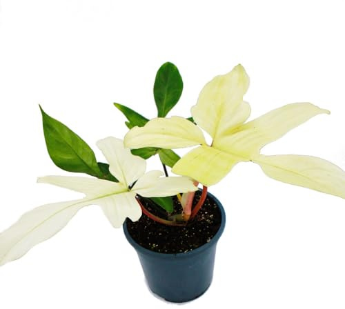 Exotenherz - Philodendron Florida Ghost - Ami des arbres fantômes - Pot de 19 cm