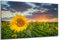 DARO Design - Wand-Bild auf 6mm HDF 30x20 cm Sonnenblume Feld - Wand-Deko Bilder Geschenk