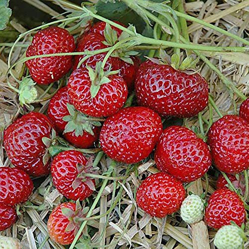 Bio Hummi® Erdbeere 'Neue Mieze', Topf 11x11cm, 3 Pflanzen