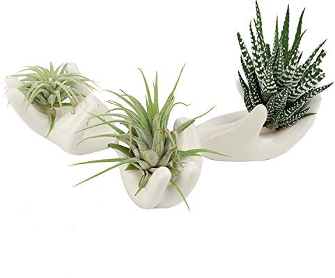 BALANSOHO Air Plant Holder 3 Pack Ceramic Airplant Live Plants Tillandsia Pots Hand Shape Small Container Office Desk Decorations Home Decor