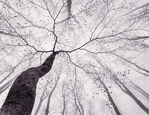 KunstLoft Tapete 'Tree Top' 336x260cm Fototapete modern