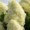 Rispenhortensie Skyfall cremeweiß mit rosa Verfärbung am Neuaustrieb - Hortensie winterhart & mehrjährig - Hydrangea paniculata - 1 Pflanze von Garten Schlüter - Pflanzen in Top Qualität