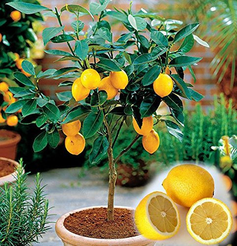 20 alberi di limone nano, bellissimi bonsai di frutta in vaso pieni di fragranza ti fanno sentire rilassato