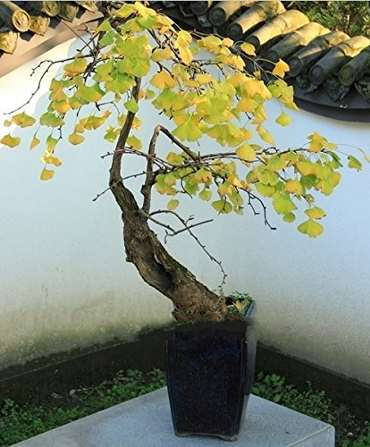 Economici piante bonsai magica antica del fogliame, giallo oro in vaso, Ginkgo Biloba Seeds 5 pezzi
