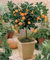 Citris Mitis Calamondin-Minature Orange Tree 25 Samen