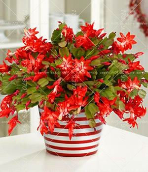 Vistaric 100 PZ Zygocactus Truncatus Schlumbergera Seeds Indoor Piante in vaso Bonsai Piante verdi Per Balcone Cortile 6