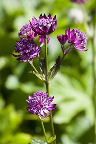 Astrantia major ca. 9x9 cm Topf - Sterndolde, weiß-rosa Blüten, Blütezeit Juni-August, ideal für halbschattige Beete, bienenfreundlich, pflegeleicht