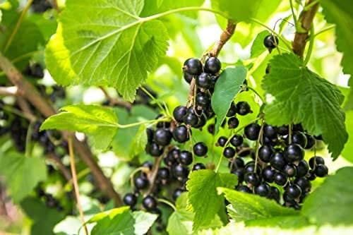 1st schwarze Johannisbeere Hochstamm im Topf Titania veredelt Ribes Höhe 70-100cm inkl. Dünger