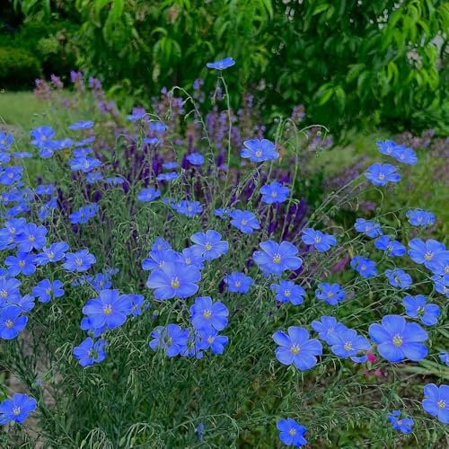 200 pcs Lein Blau Samen Mehrjährig, blumen deko winterharte pflanzen für garten Linum perenne, Blauer Staudenlein, dekopflanzen bonsai kaufen herbs stauden winterhart mehrjährig hochbeete