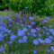 200 pcs Lein Blau Samen Mehrjährig, blumen deko winterharte pflanzen für garten Linum perenne, Blauer Staudenlein, dekopflanzen bonsai kaufen herbs stauden winterhart mehrjährig hochbeete