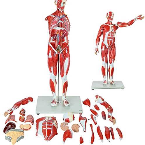 Menschliches Muskel- Und Organmodell 80CM Halbe Lebensgröße Muskelfigur 27-Teilig Mit Abnehmbaren Organen Und Muskelanatomie Menschlicher Ganzkörpermuskel Mit Inneren Organen Modell Für Die Arztpraxis