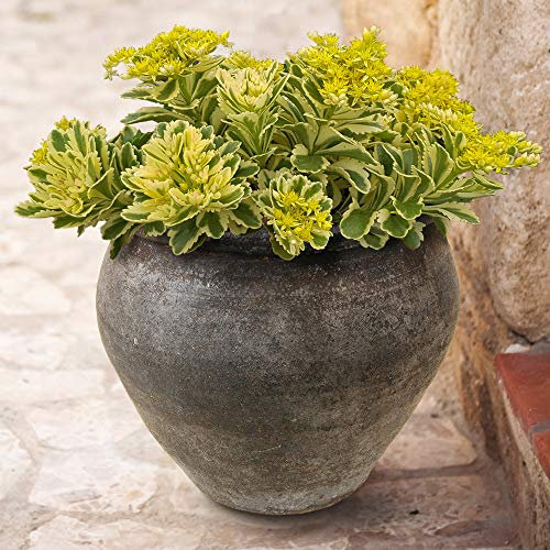 YouGarden Sedum takesimense 'Atlantis', Set of Three Plants in 9cm Pots, Chelsea Plant of The Year 2019, Drought Tolerant Plants for Gardens, Perennial Plants for Pots, Patios and Gardens
