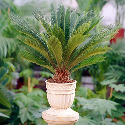 Sagopalmfarn - Cycas Revoluta | Zimmerplanze fürs Zuhause oder Büro (30-40 cm mit Topf)