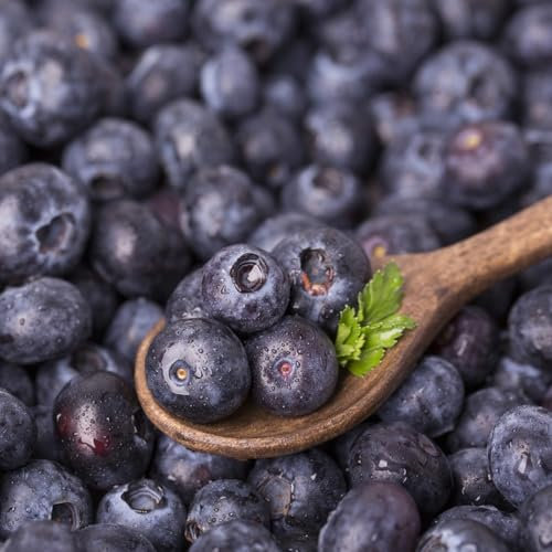 200 pcs wilde heidelbeeren samen - Vaccinium corymbosum - bio saatgut, gartenpflanzen, Blaubeeren Samen heidelbeeren pflanzen seed, saatgut alte sorten säulenobstbäume, garten bonsai