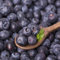 200 pcs wilde heidelbeeren samen - Vaccinium corymbosum - bio saatgut, gartenpflanzen, Blaubeeren Samen heidelbeeren pflanzen seed, saatgut alte sorten säulenobstbäume, garten bonsai