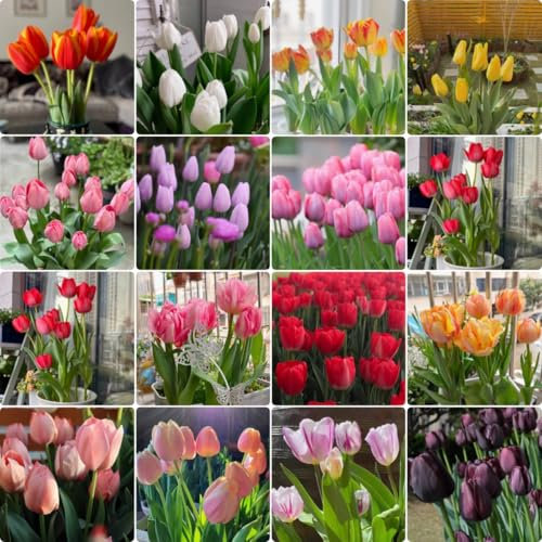 10 Bulbes De Fleurs De Tulipes Mélangées, à Mélanger Et à Assortir, Adaptés à La Culture Hydroponique Et Au Sol, Très Adaptés Aux Jardins
