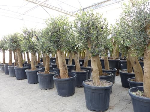gruenwaren jakubik Olivenbaum Bonsai 160 cm Olive beste Qualität, Stammumfang 30-40 cm, winterhart, Olea Europaea