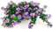POWERS TO FLOWERS - BACOPA LILLA, 2 PIANTE VASO 14cm, piante vere