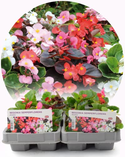 Garden Ready Begonia Semperflorens Mixed Flowers – 12 Plants Delivered in 2 x 6 Pack Recyclable Trays. They are Not Seeds Or Fake. They are Real, Living, British Grown, Young Plants with Real Blooms