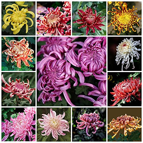 Semillas De Plantas De Crisantemo Perennes Semillas De Flores Perennes Resistentes Plantas De OtoñO DecoracióN De JardíN Al Aire Libre Mezcla De Flores De Crisantemo 300 Semillas De Crisantemo