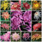 Semillas De Plantas De Crisantemo Perennes Semillas De Flores Perennes Resistentes Plantas De OtoñO DecoracióN De JardíN Al Aire Libre Mezcla De Flores De Crisantemo 300 Semillas De Crisantemo