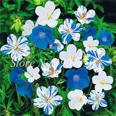 Kalash Neue 100 PCS Frische Geranie Blumensamen für Garten Blau Weiß